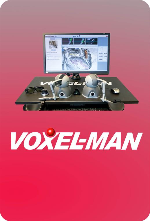 ENT Simulation - Voxel-Man